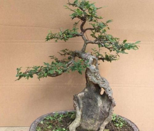 『制作盆景』山上2种“疙瘩树”,苍劲古朴、树姿优美,经常被用来做盆景