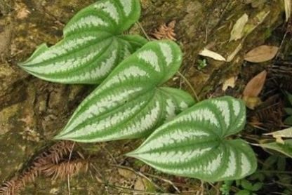  「不知」农村这种野草，名叫“九子不离母”农民用来喂家畜，不