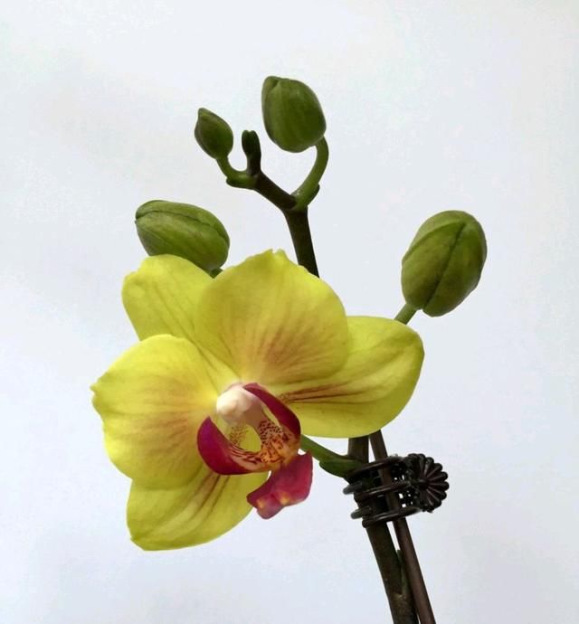  「顺利」蝴蝶兰看到花苞到顺利开花需要多久？至少50天，打开一个开花机关