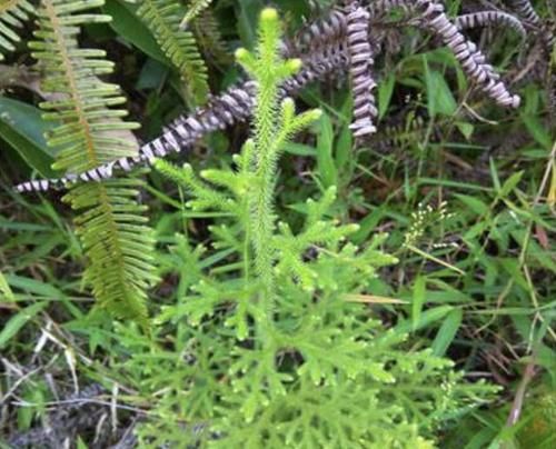  『蜈蚣』湿润的林子里，生长着1种“铺地蜈蚣”，植株珍贵，拔掉1棵少1棵