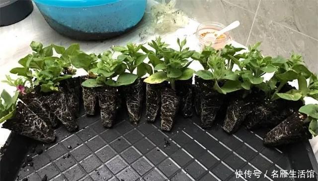 『爆花』开败的矮牵牛,剃头15天又爆花,剪下来的枝条再扦插,1盆变100盆