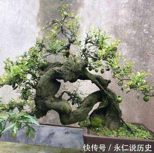  『传家宝』1种盆景，人称老桩金弹子，养越久越贵，都当传家宝养，我就养了