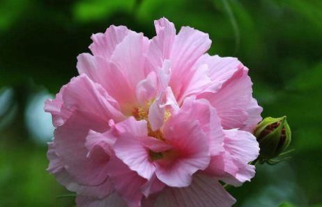 色花■“果汁阳台”一树多色花,漂亮似玫瑰,四季开花不停,盆栽首选