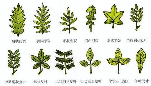  【秘密】植物叶子背后的一些奇特的小秘密！