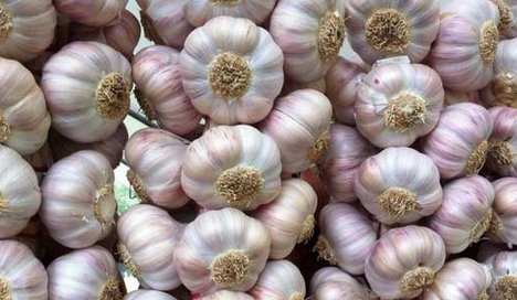  [种大蒜]大蒜今年还能赚钱吗?不要盲目跟风，看看农业专家怎么说