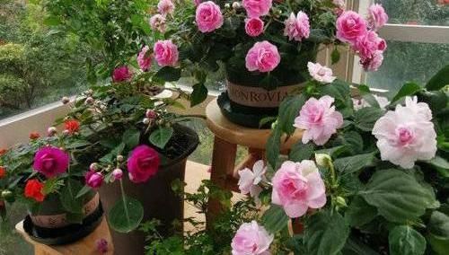 「凤仙花」养盆凤仙花,常年开花,花瓣能染指甲,小时候过家家经常玩