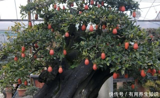 #花盆#王小姐爱养花，去山上挖了“废木头”，种花盆上，变成“金弹子”