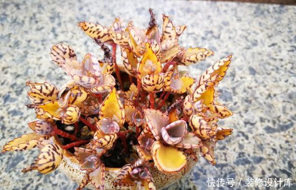  「叶子」“最丑”多肉不死鸟，丑且好养，繁殖成灾，一棵繁殖整个阳台