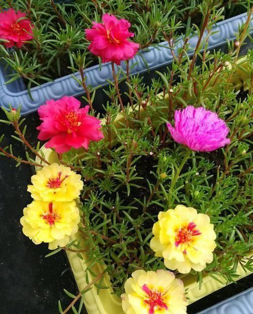  「耐热」这种花像“假花”，一年四季开花不断，耐寒又耐热，当盆栽最合适