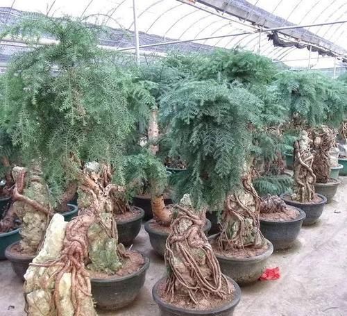 羽叶福禄桐|养在客厅里特别霸气的几种大型植物,有的还能养成盆景