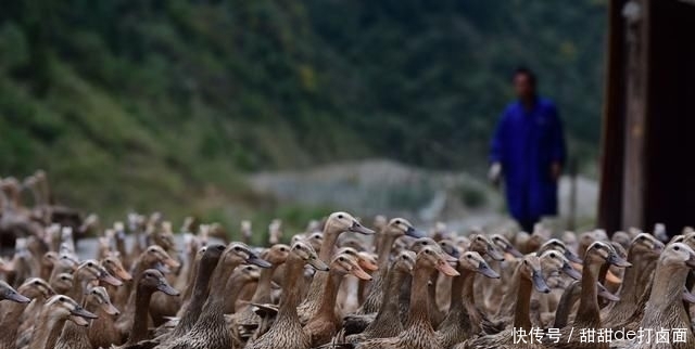  「竟是」养鸭户年入百万，秘诀竟是不让鸭子下水！越来越多农民