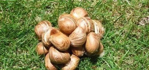  「种子」发财树能开花，还能结“果子”，果子像柠檬，能见到真“幸运”