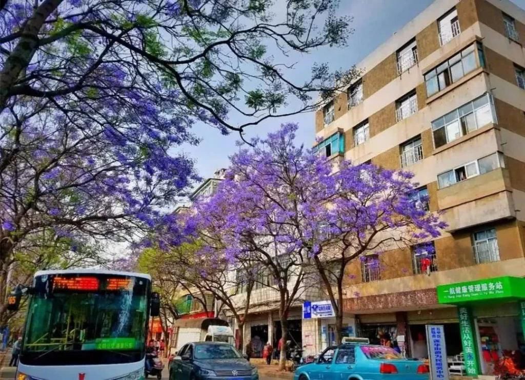  盘龙江畔■最美五月天！“云”欣赏毕业花蓝花楹