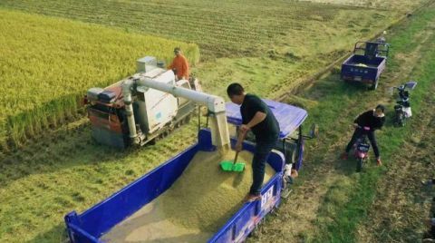  「成了」10万亩沼泽地变成米粮川，黄河岸边这片“不毛之地”成