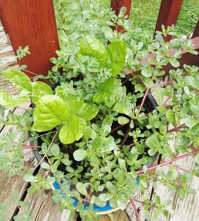 [黄花酢浆草]花盆里长出蘑菇，马上拔干净，否则就是大祸害！