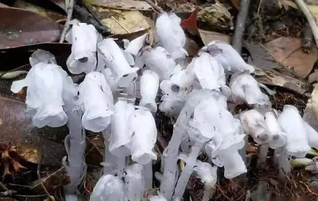  [冥界]如水晶般神秘花朵，无需光合作用，像黑暗中发出亮光，有“冥界之花”之称