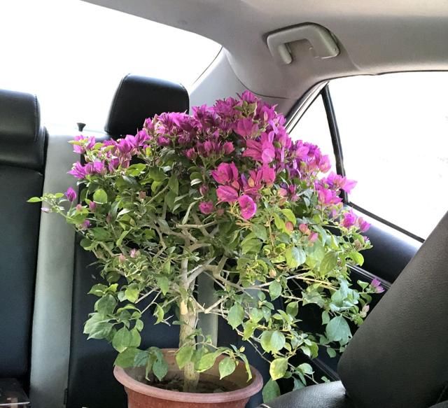  【开挂】三角梅小叶紫很难开花吗？除了开挂区，就该这么养，爆花没问题