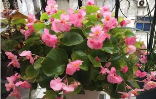  「四季海棠」1年四季都开花的“四季海棠”，可爱又好养，掌握1点，爆满阳台！