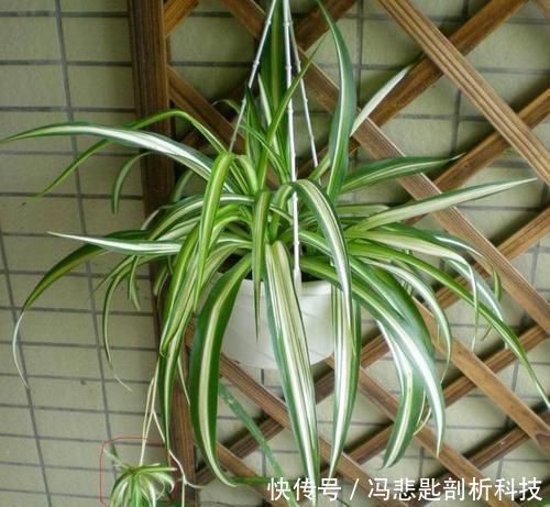  「花亭顶部」盆栽吊兰，株型优美、花亭独特，要如何管理呢？