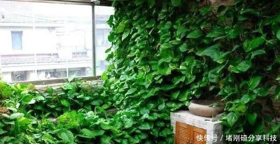  「绿萝」家里油烟机的废油别再丢了，用它养绿萝，叶片长得又多又亮