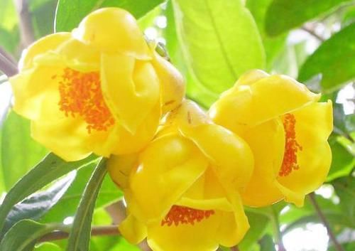  『金花茶』此花被誉为是“植物黄金”，花色金黄，花香浓郁，观赏食用两不误