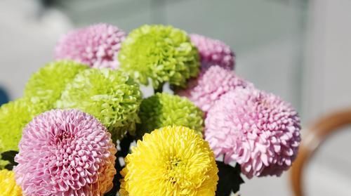  『大片』最爱爆盆的“野菊花”，养在盆里一大片，开花小巧却是整片花海