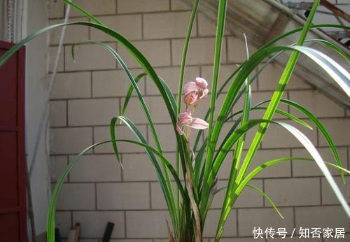 种植■花卉种植技术:家庭如何种植兰花,阳台兰花养殖技术!