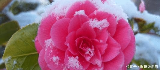  【气质】有内涵、有思想，最具有内在美，也最让人喜爱的四大星座女