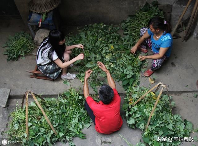 农村养猪：红薯变废为宝，喂猪有妙招！