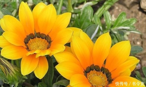 『动容』“最不显老”的3个生肖女,五官精致身材高挑,更令男生动容!