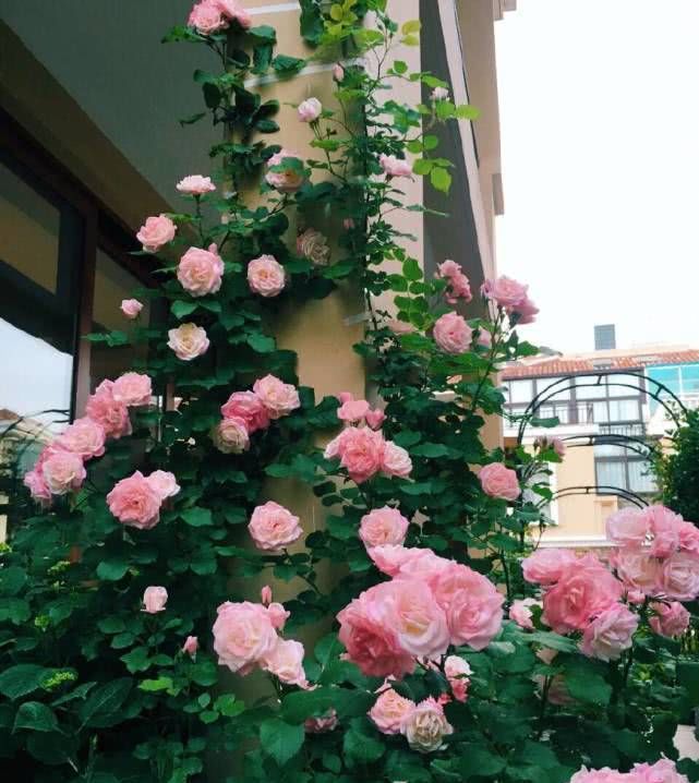  速度：生长速度最快的藤本花卉，漂亮又好养，一年长成花墙还能四季开花
