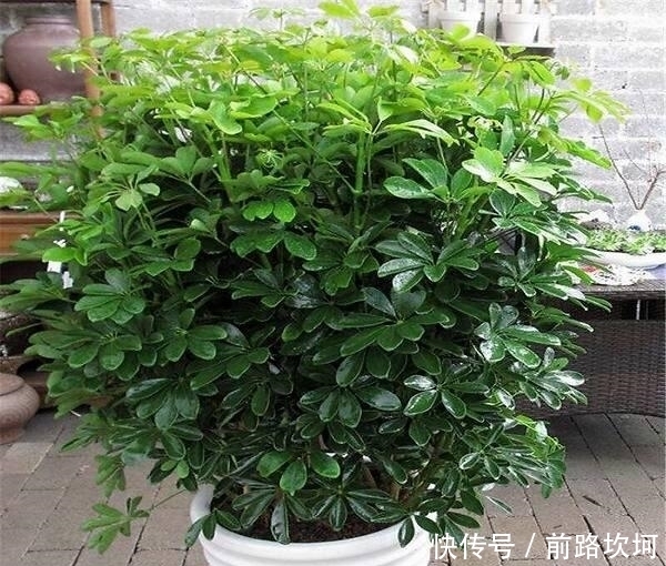 『让它』鸭掌木又叫招财树,就用这个法子养,嗖嗖冒新芽,郁郁葱葱一大盆