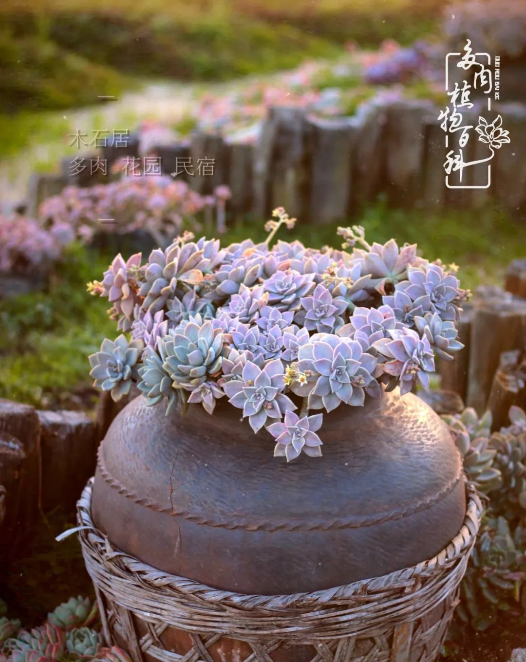  『植物』八种号称“养不死”的多肉,你养了几种?
