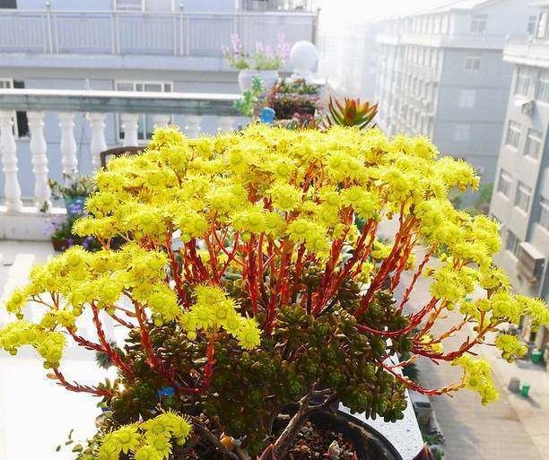  拟石莲属：这些多肉一开花就容易挂掉，你可要多注意了！