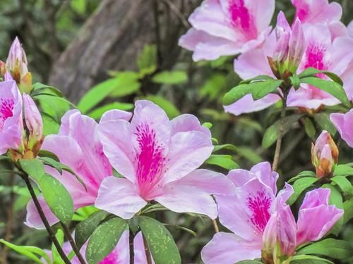  『预防』一晒太阳就掉叶掉花苞的杜鹃花，杜鹃花要预防闷根