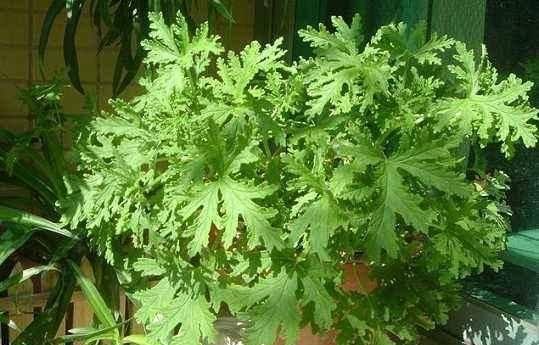  『植物』天暖养这3种花，青翠的叶片散发清香，装饰环境好还能驱蚊