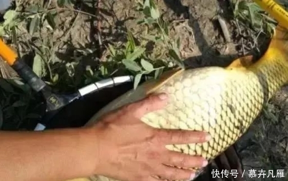 『月底』四月底五月初,钓鲤鱼用上这几招才过瘾,不管在哪钓,半天就爆护