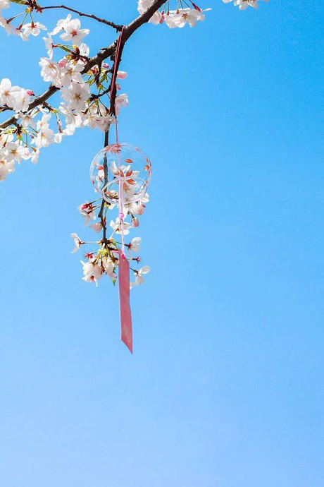 中国这些地方即将花开成海！错过又再等一年！诗情画意值得记忆！