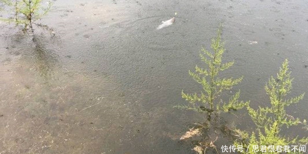 『食物』清明前后钓鱼忙,为何你还是钓不到鲤鱼?!可能你的选位有问题!