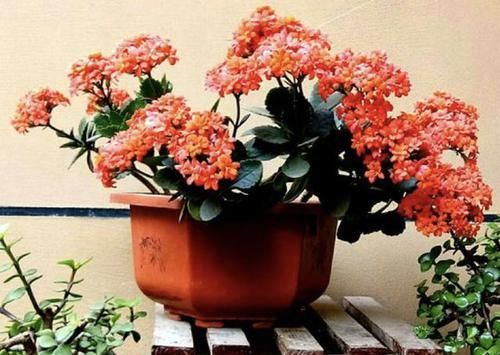  『植株』给绿萝、长寿花浇水，多做“1件事”，植株1个月旺盛，容易爆盆！