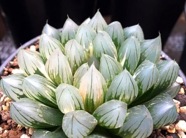  [适合]夏天适合养在室内的3种花，开花漂亮清凉一夏，驱蚊赶虫很实用