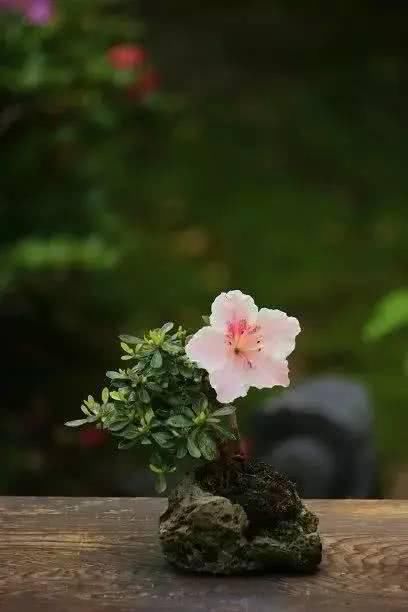 「从未见过」没有盆的盆栽，从未见过，太好看了！