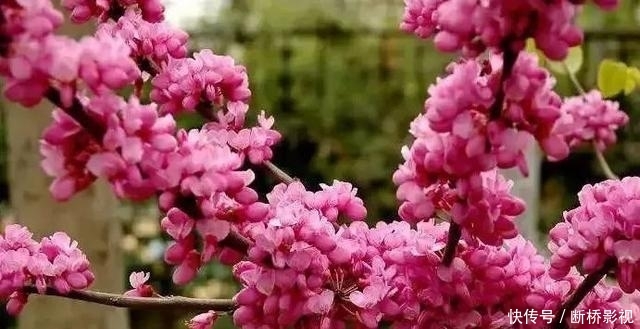 艳丽@紫荆花早春叶前开放,无论枝、干布满紫色花朵,艳丽可爱