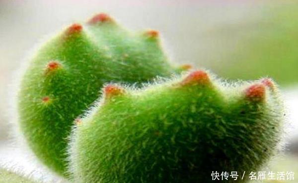 「爪子」多肉熊童子有3怕,总是叶子掉落不上色,学会了盆里挤满红爪子