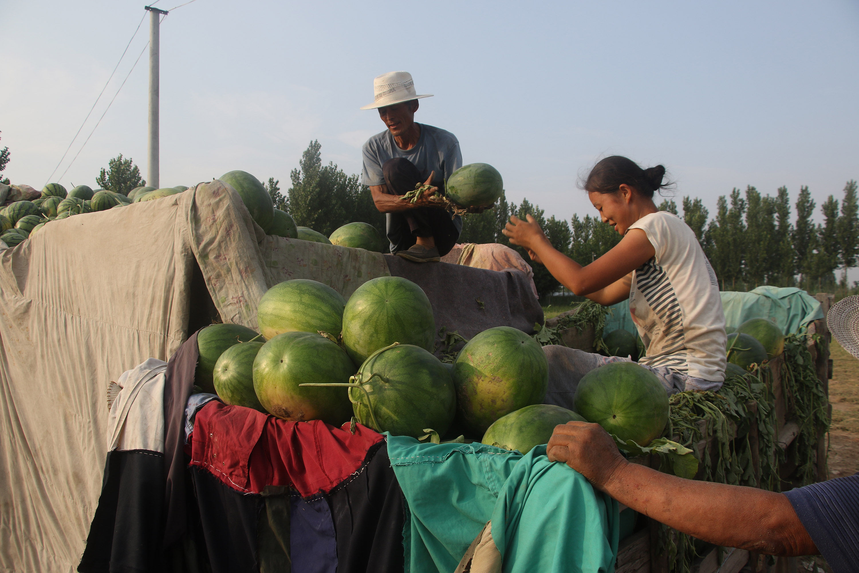 万斤西瓜多卖800元只因一招，农村美女大姐开心数钱