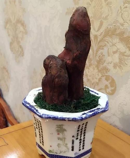  朱顶红：看见这花可别买，忍住，小心被忽悠，花钱买气受！