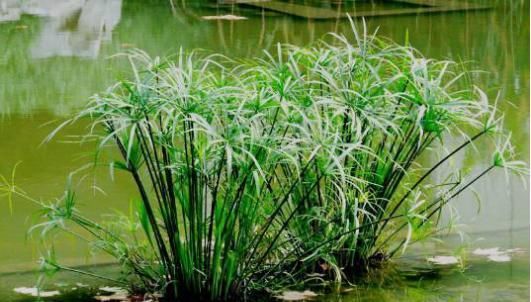 水生植物：听说，水里长出的植物更纯净美丽