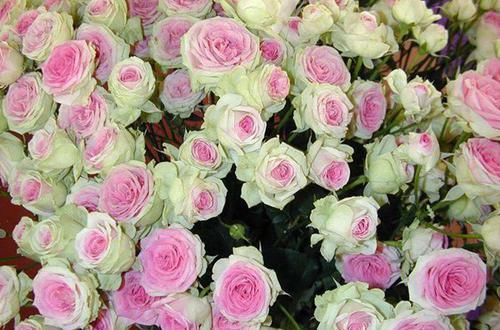  『喜欢』新手必种的十款最美藤本月季，款款颜值与能力并存，看看喜欢哪种