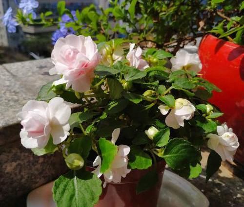  『凤仙花』养盆凤仙花，常年开花，花瓣能染指甲，小时候过家家经常玩