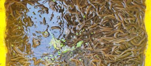  能手|黄鳝人工繁育新进展！看养鳝能手如何养出“本土鳝鱼”